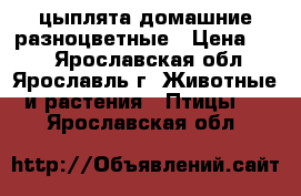 цыплята домашние разноцветные › Цена ­ 70 - Ярославская обл., Ярославль г. Животные и растения » Птицы   . Ярославская обл.